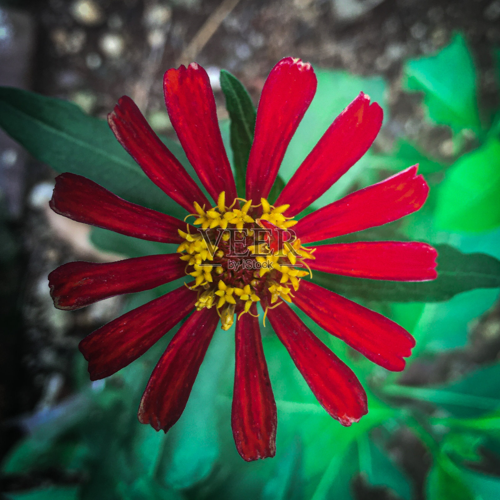 红色的花特写照片摄影图片