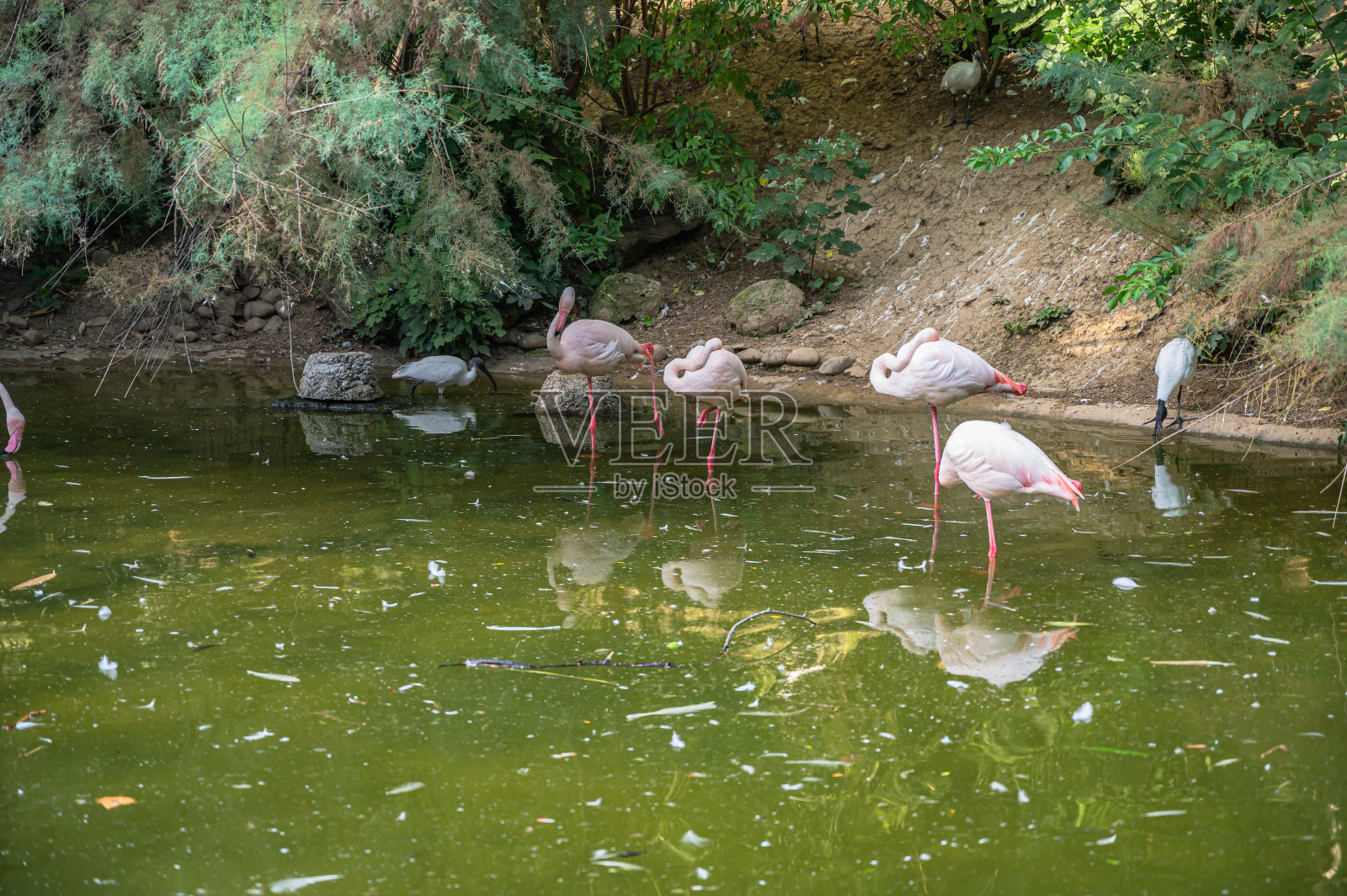 火烈鸟在湖中的特写镜头照片摄影图片