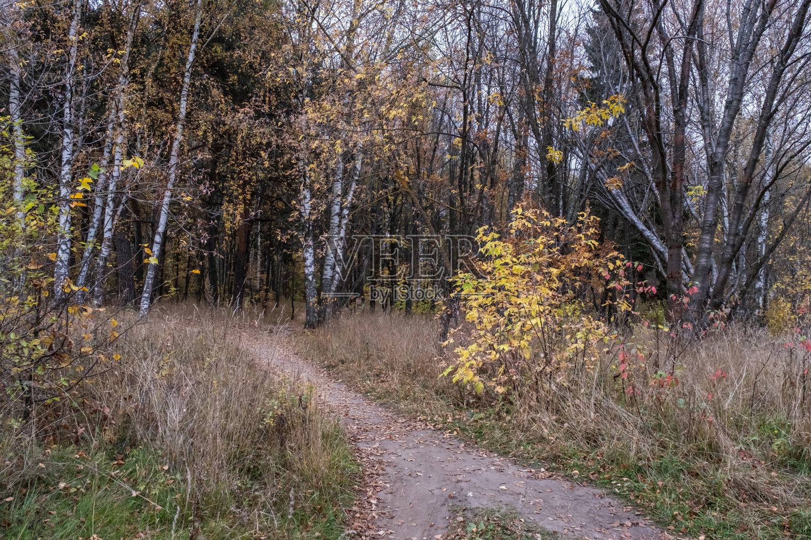 一条铺满落叶的小路通向昏暗的秋天森林。照片摄影图片