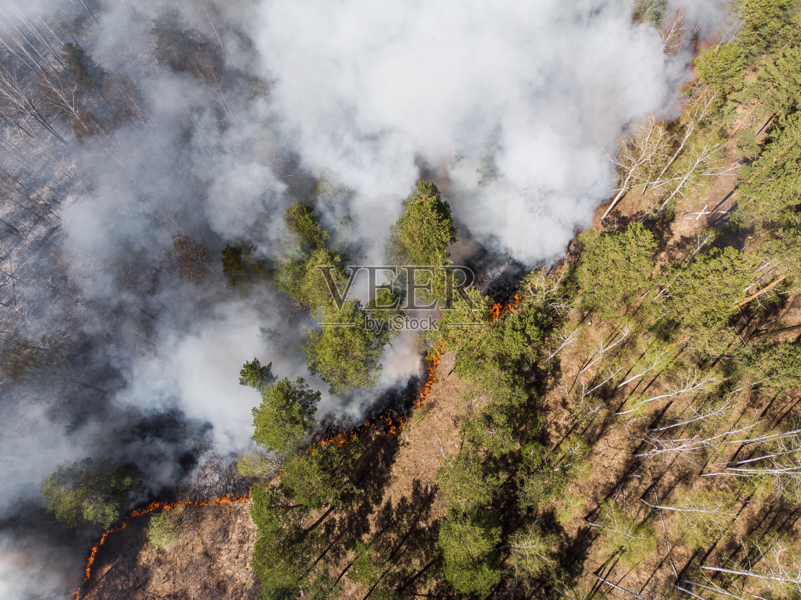 火。野火，燃烧着松林中的浓烟和火焰照片摄影图片
