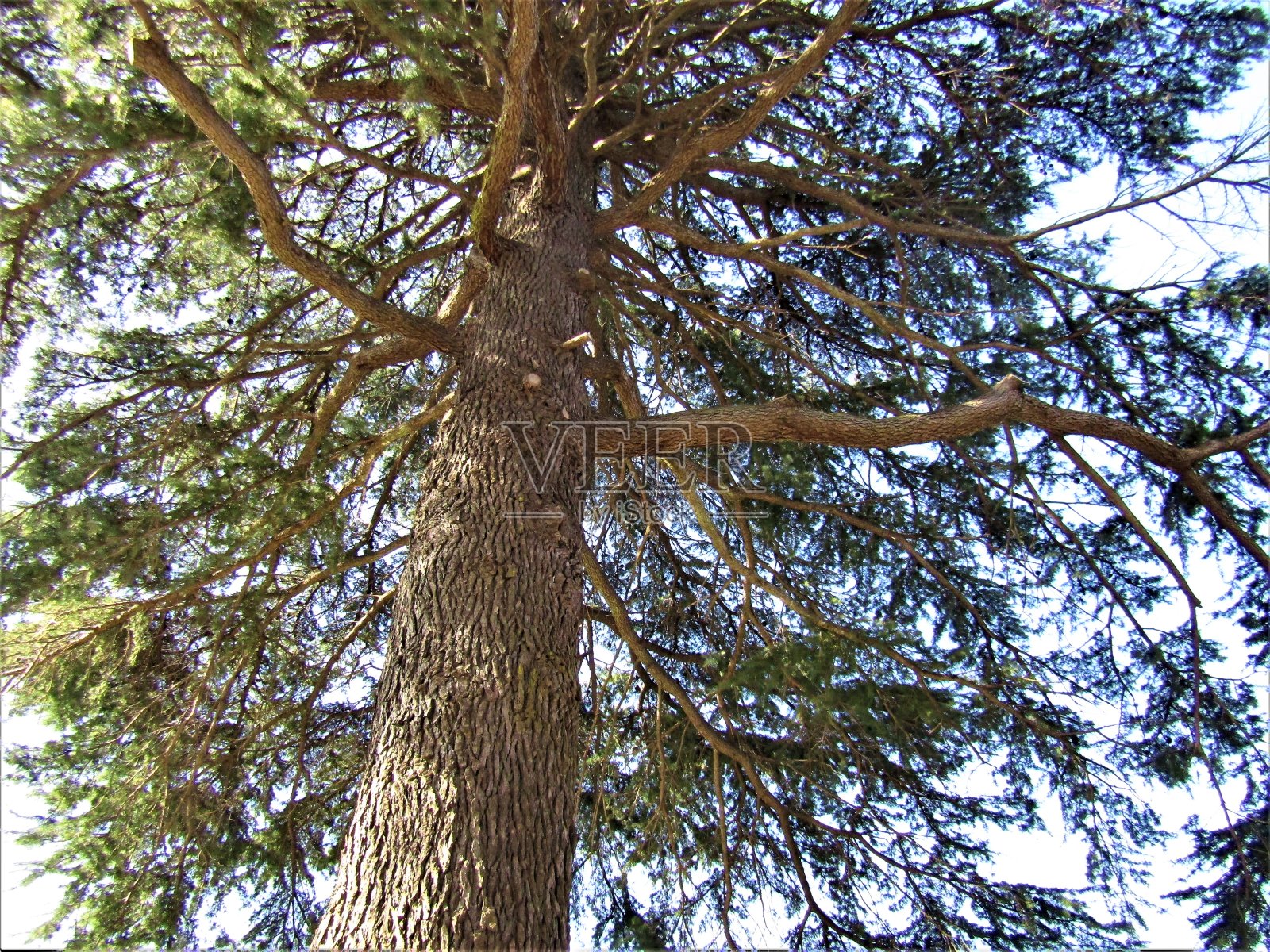 日本。11月。夕阳下的老松树。照片摄影图片