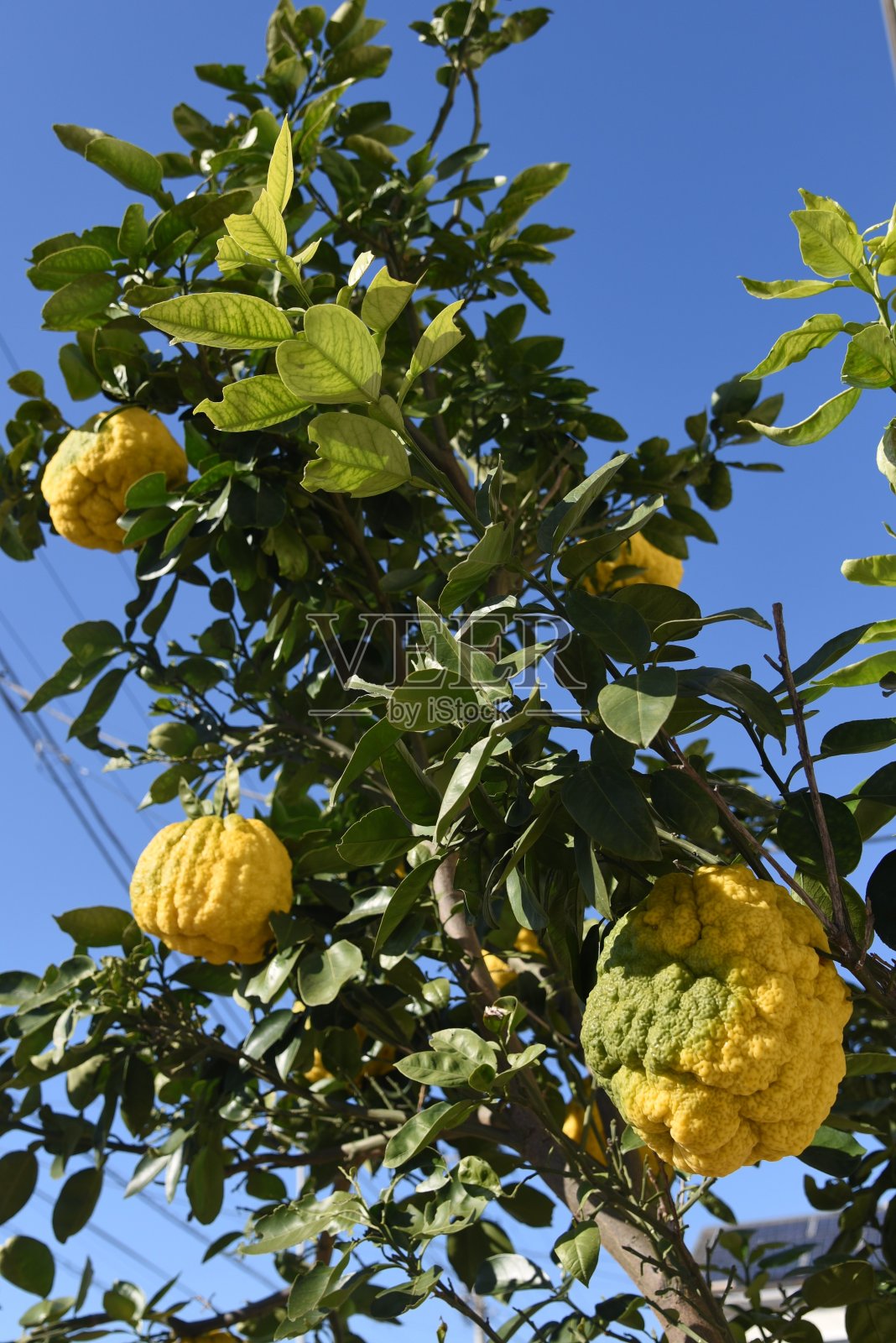 柑橘伪杜古尔水果照片摄影图片