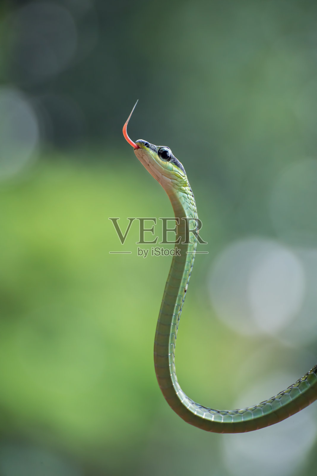 树枝上美丽的铜背树蛇照片摄影图片