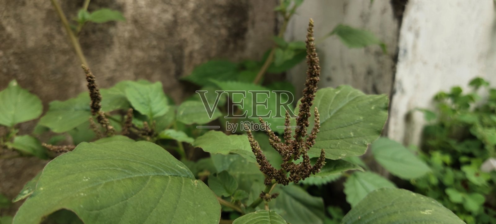 野生布什照片摄影图片