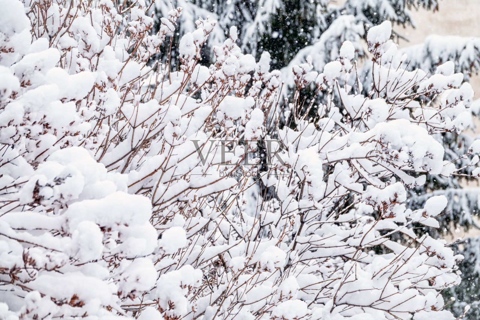 树枝在冬天被雪覆盖，在下雪时被霜覆盖。冰冻的树枝。照片摄影图片
