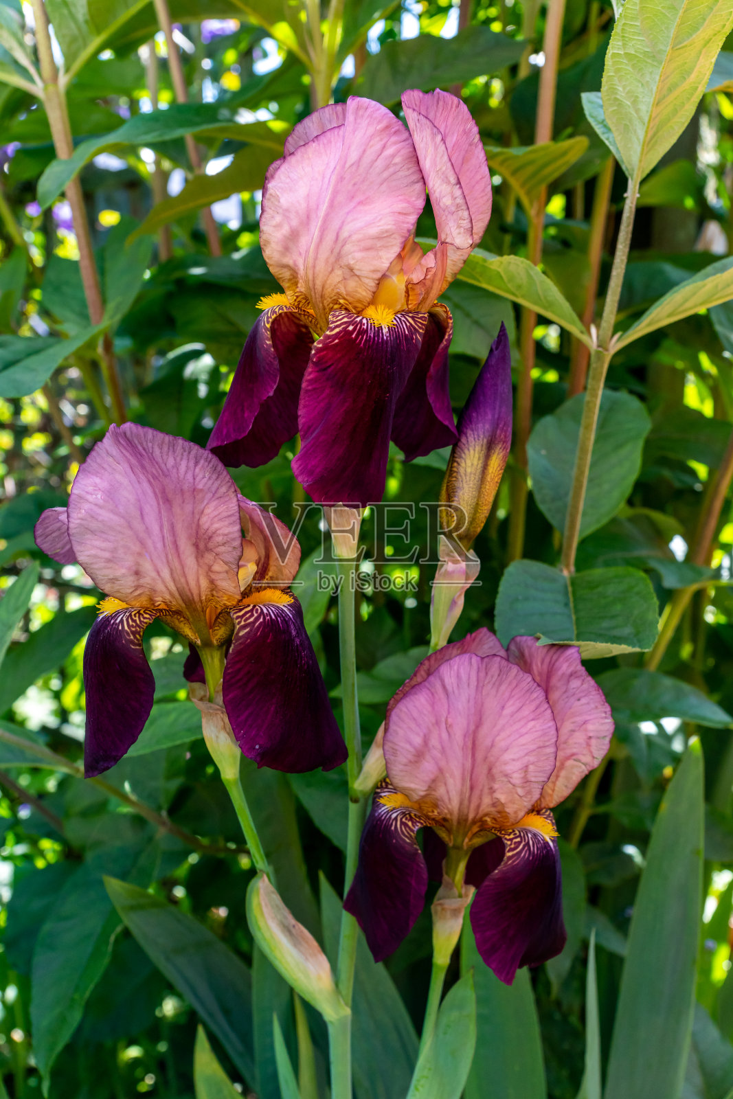 紫色胡须的虹膜照片摄影图片