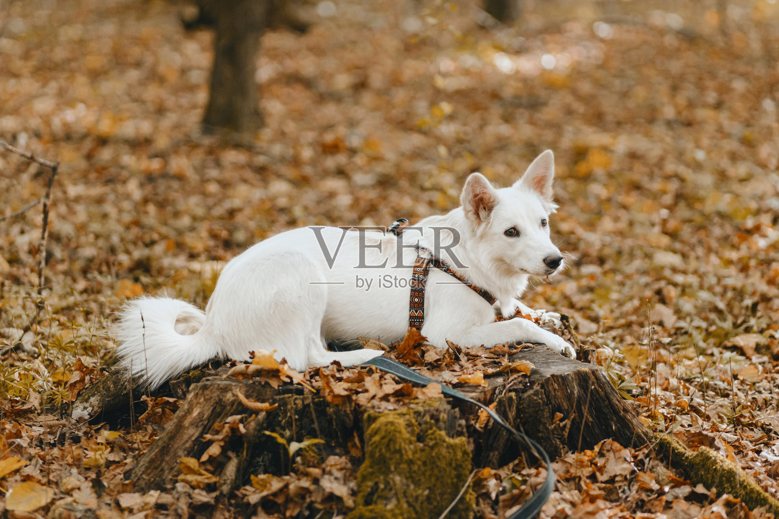 可爱的白色狗坐在树桩之间的秋叶在阳光明媚的树林。可爱的瑞士牧羊犬小狗照片摄影图片
