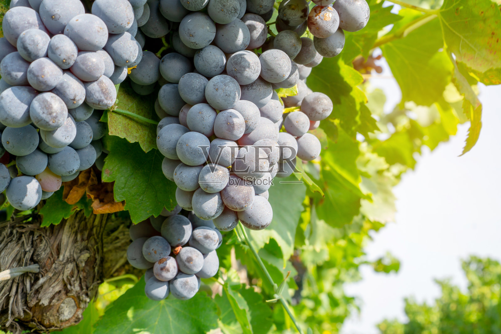 葡萄采摘季节，在柔和的阳光下，一串新鲜的黑葡萄果实挂在绿叶上，葡萄种植在有机酒庄农场生产红葡萄酒照片摄影图片