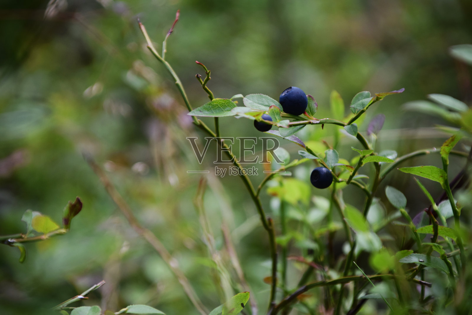 森林里有健康的蓝莓照片摄影图片