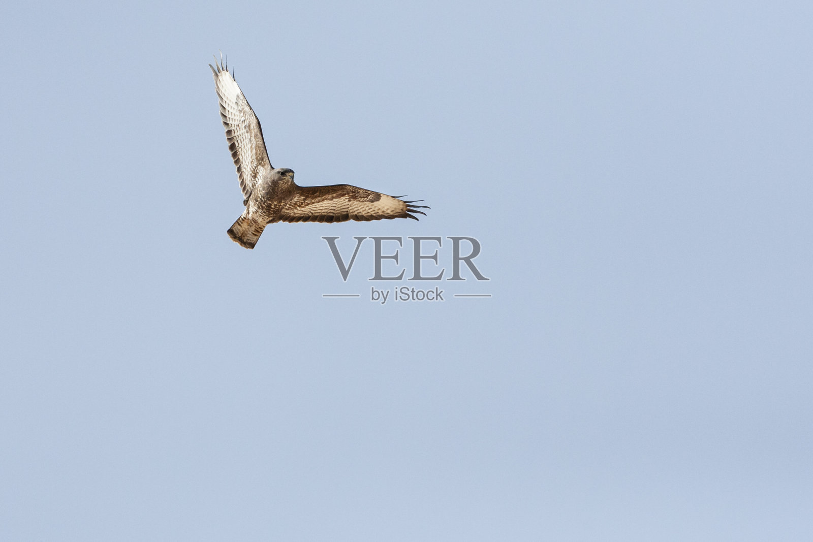 草原鵟照片摄影图片