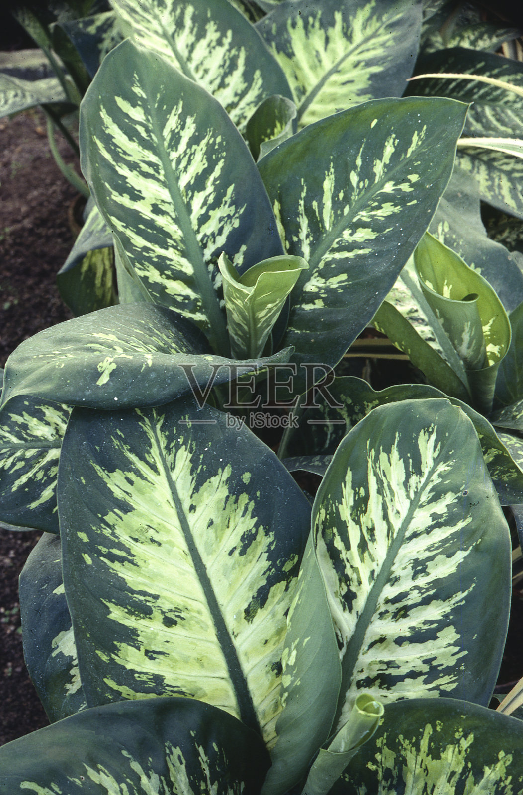 愚蠢的甘蔗照片摄影图片