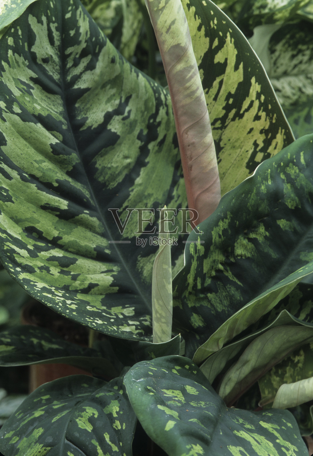 愚蠢的甘蔗照片摄影图片