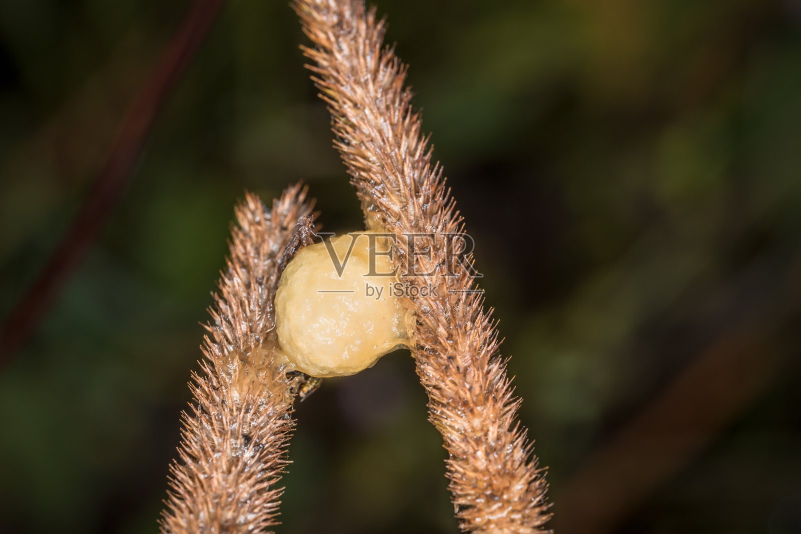 在一个典型的11月的一天，一场带有水滴的雨后，带着昆虫茧的棕色草叶，德国照片摄影图片