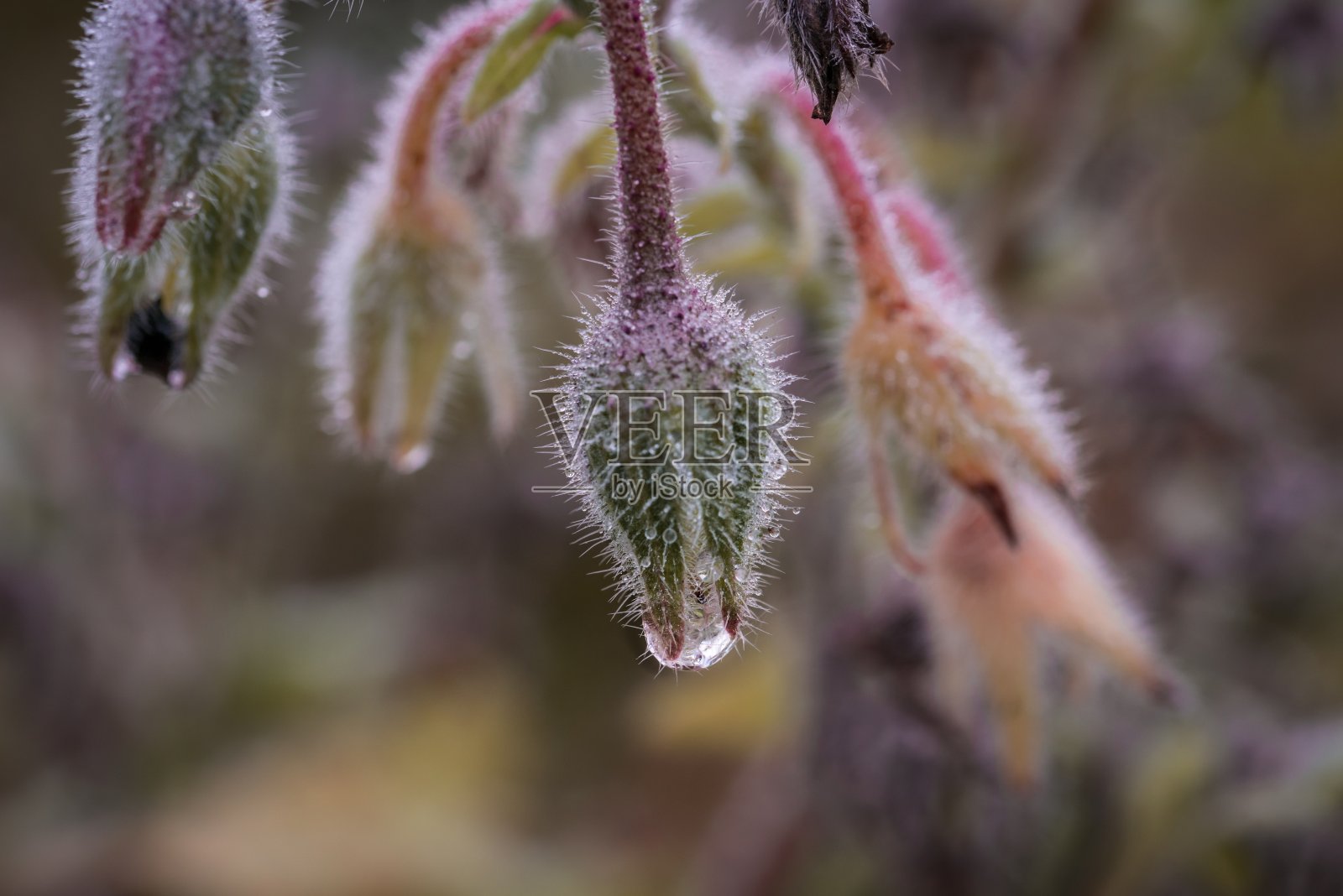 在一个典型的11月的雨天，德国，一场带水珠的雨后，蓝色紫色的花朵开放照片摄影图片