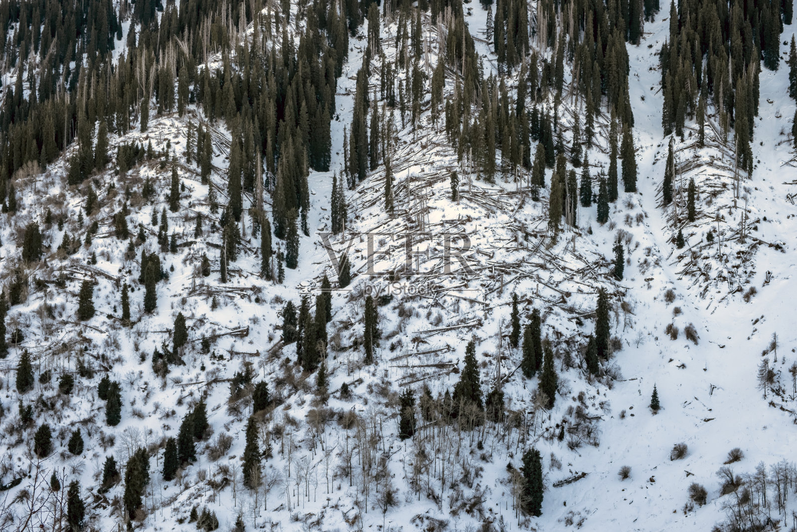 飓风过后山上有很多倒下的树。倒下的树躺在山上。照片摄影图片