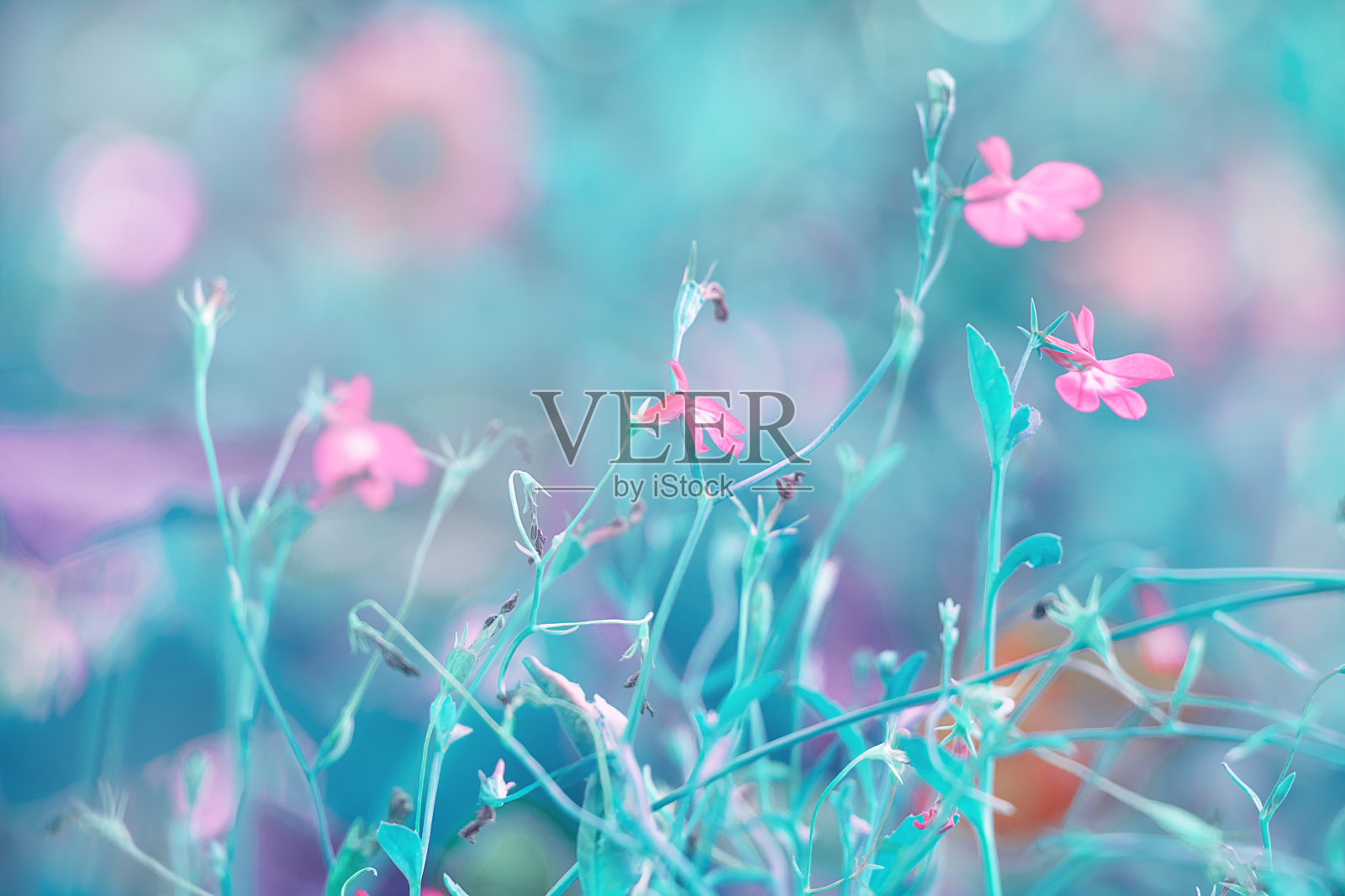 花的背景。照片摄影图片