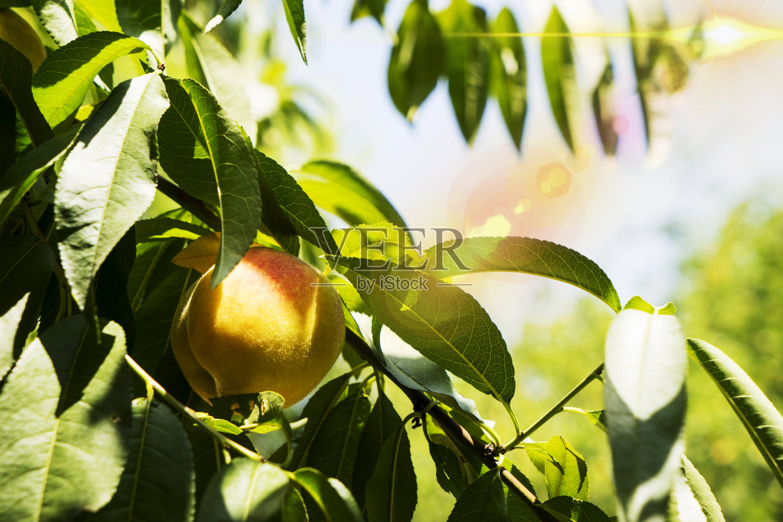 阳光下树上成熟的甜蜜的桃子照片摄影图片