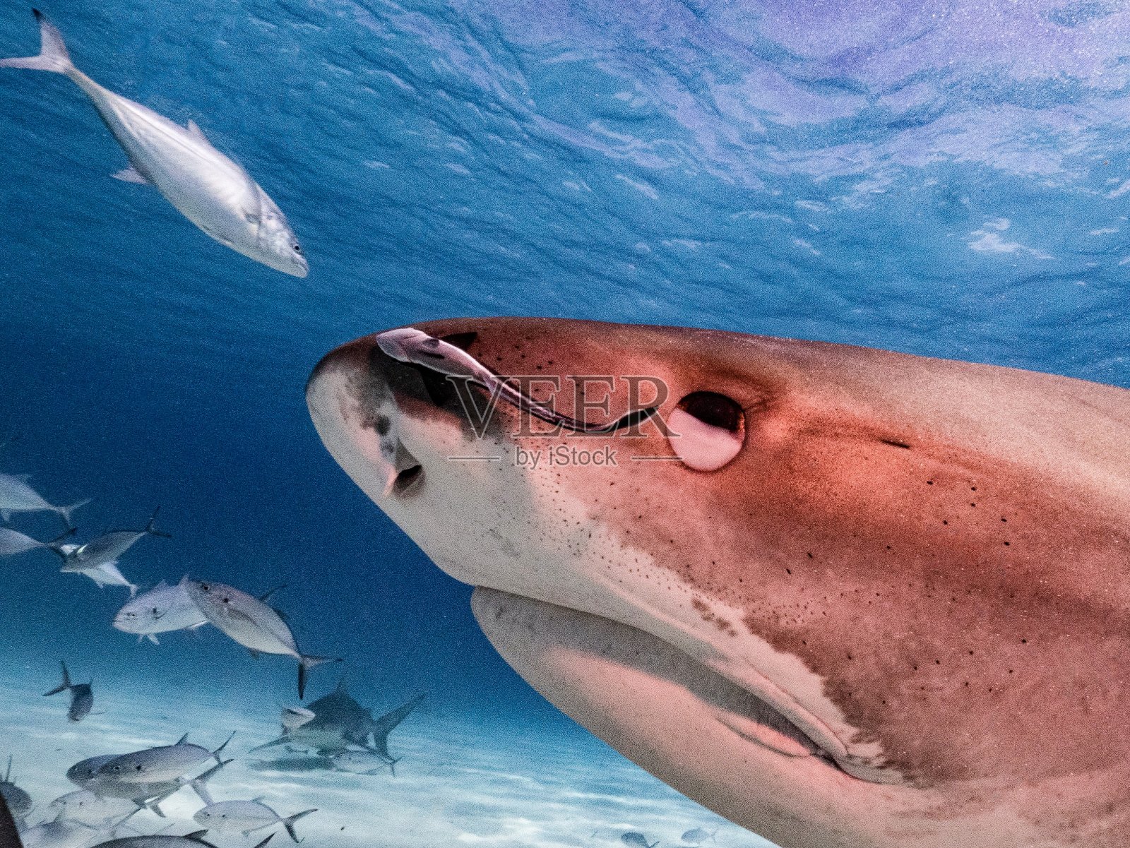 鮣鱼照片摄影图片