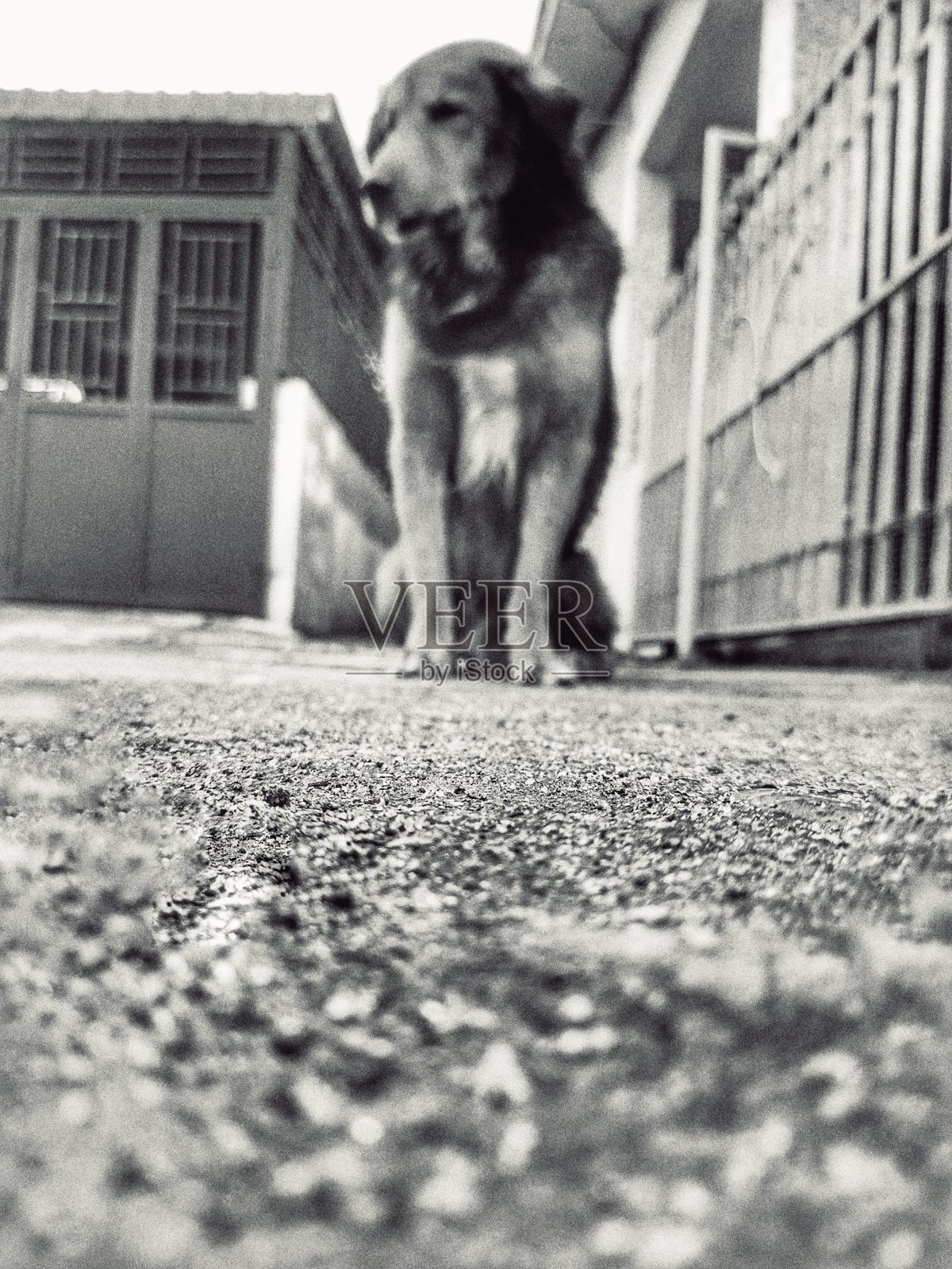 狗照片摄影图片