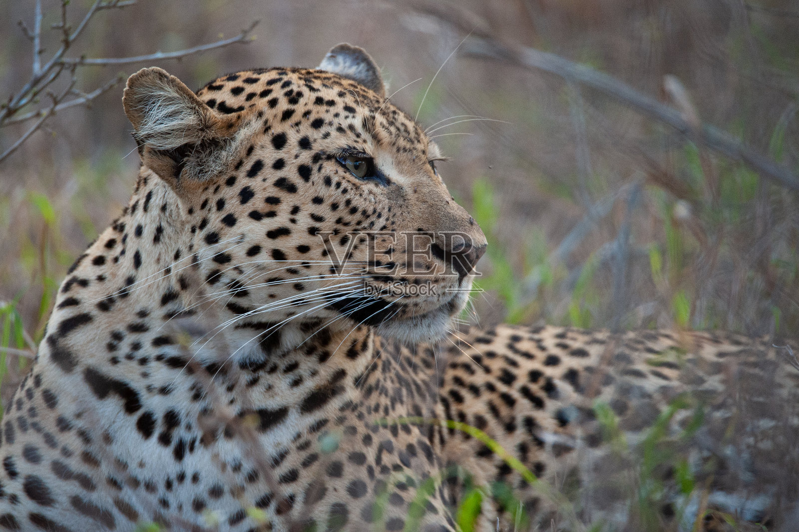 雌豹照片摄影图片