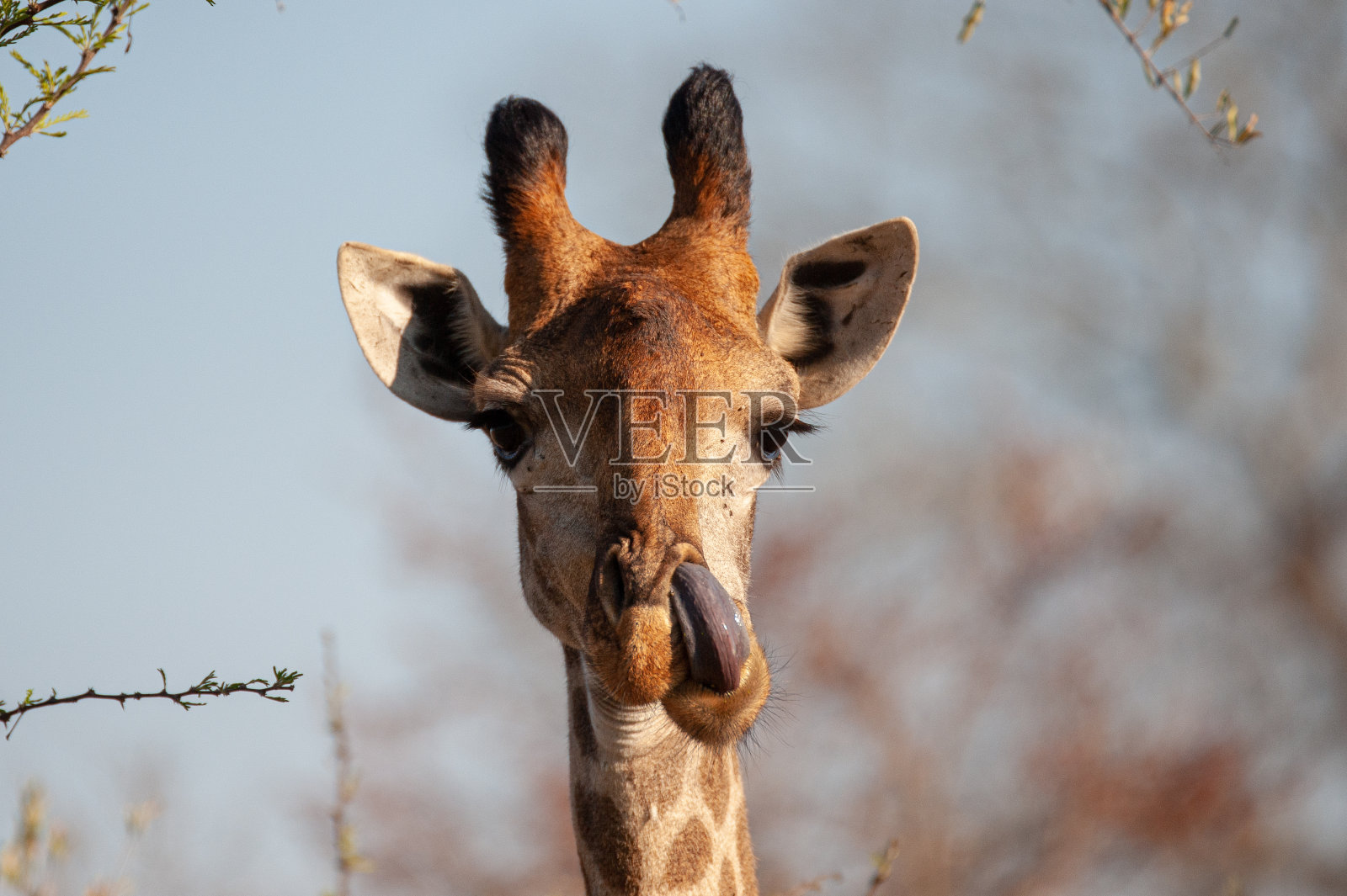 长颈鹿的鼻子工作照片摄影图片
