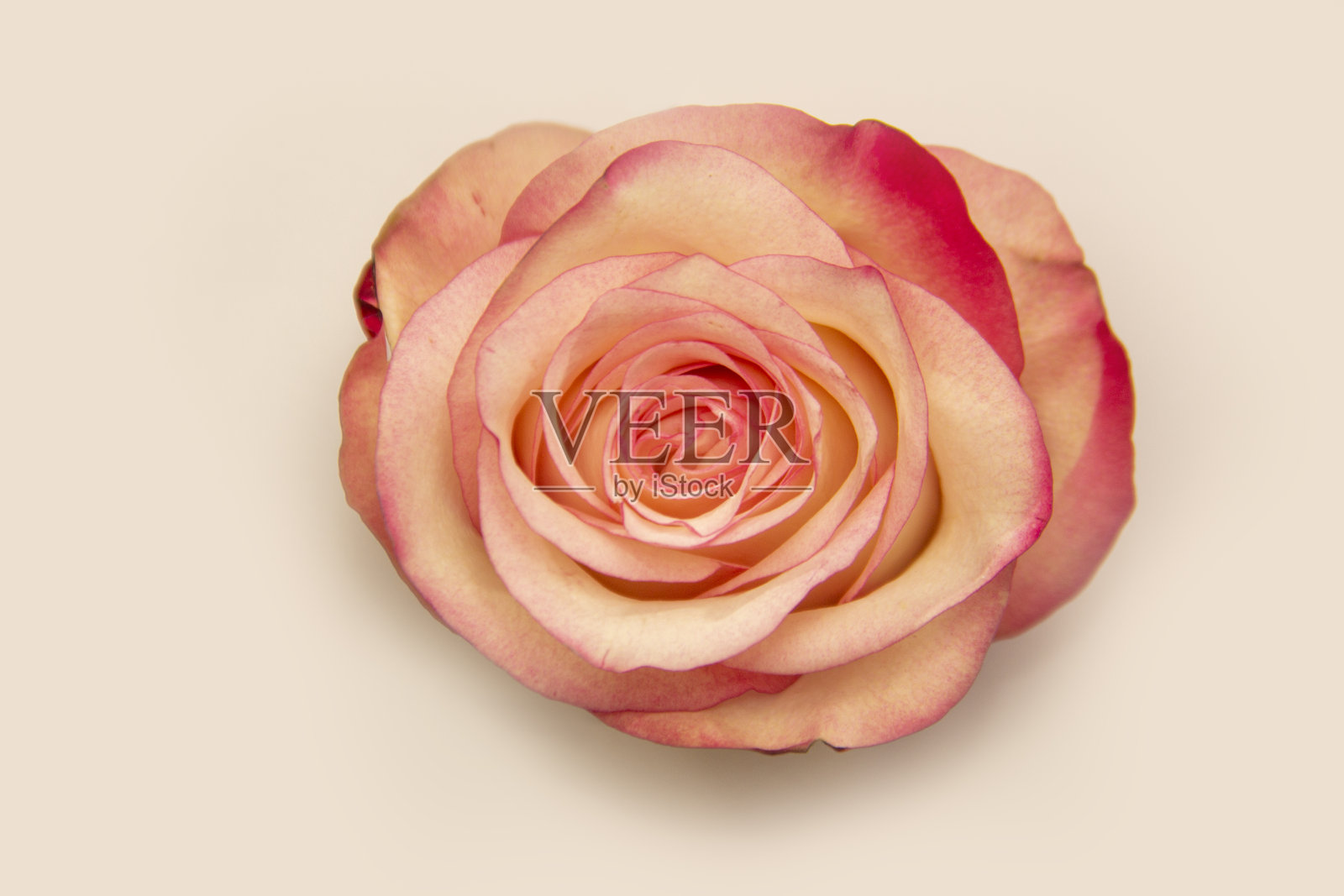 一个奶油色的活玫瑰花蕾在白色背景的特写照片摄影图片