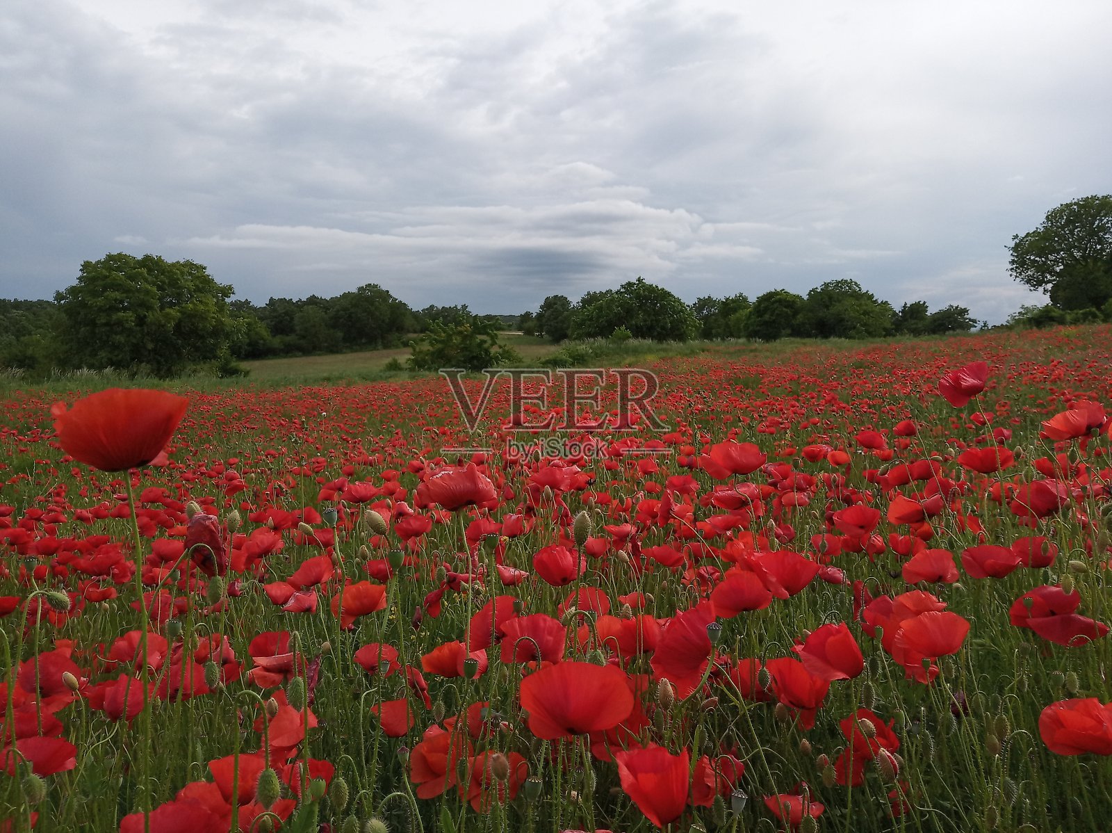 领域的罂粟照片摄影图片