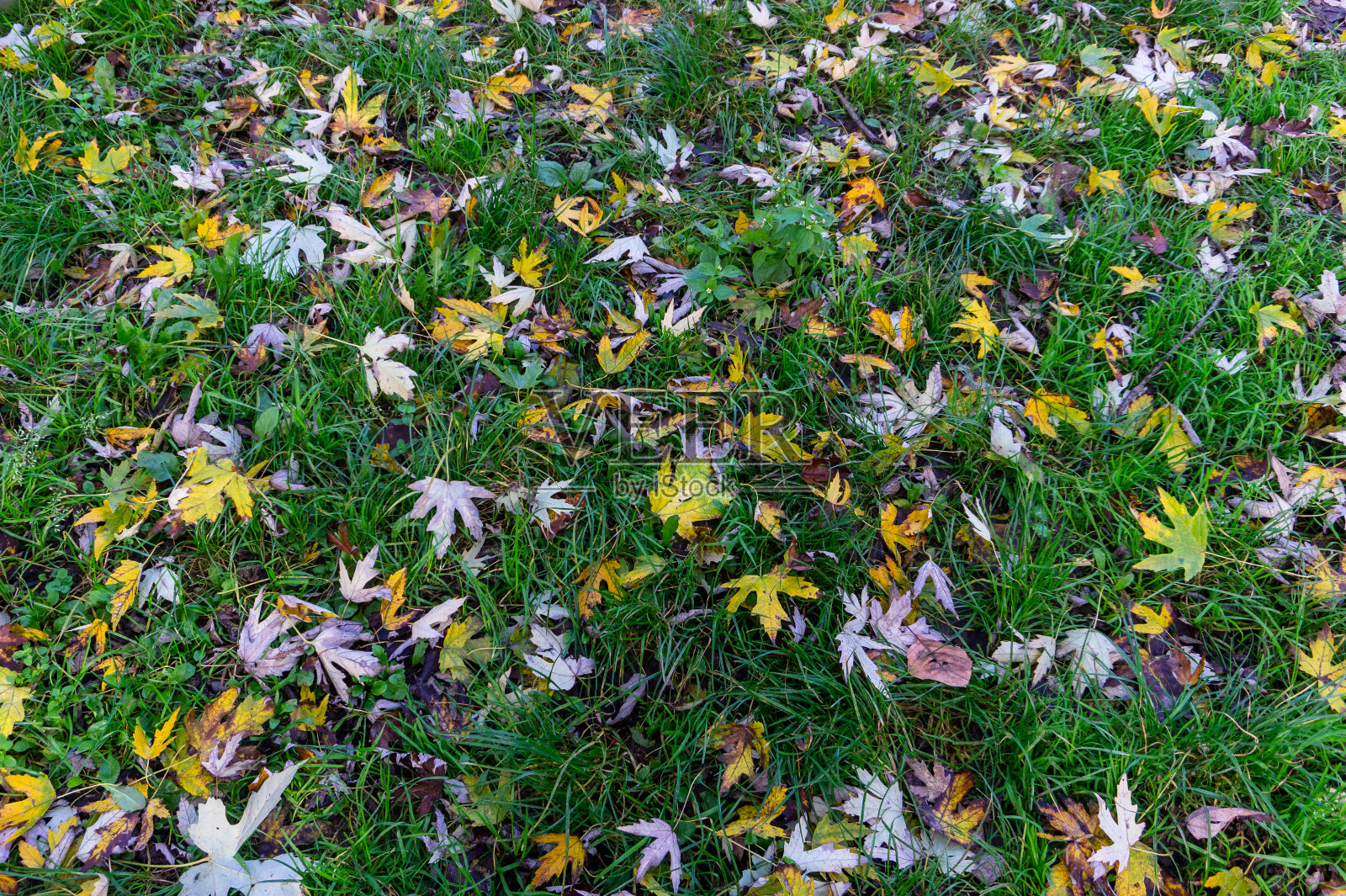 秋天的落叶照片摄影图片