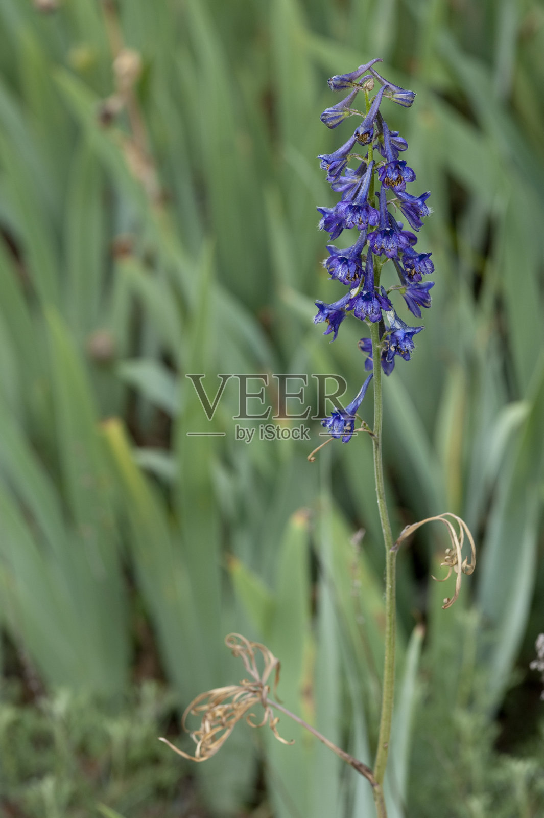 飞燕草照片摄影图片