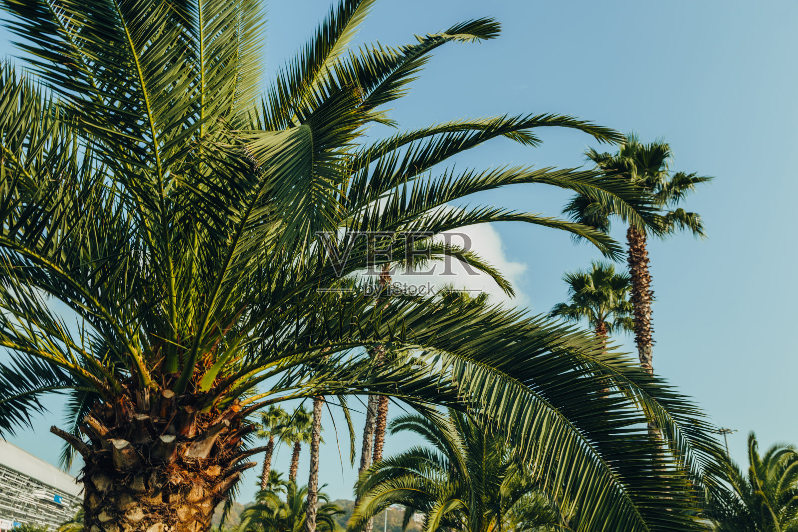 热带棕榈叶与阳光，花卉画背景，真实照片照片摄影图片