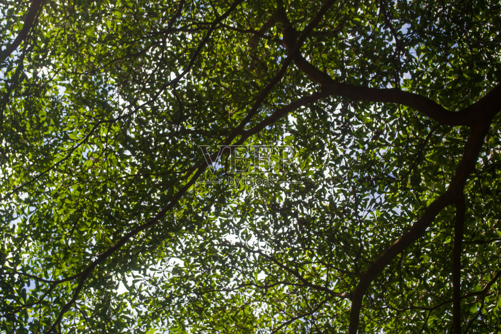 绿色的叶子照片摄影图片