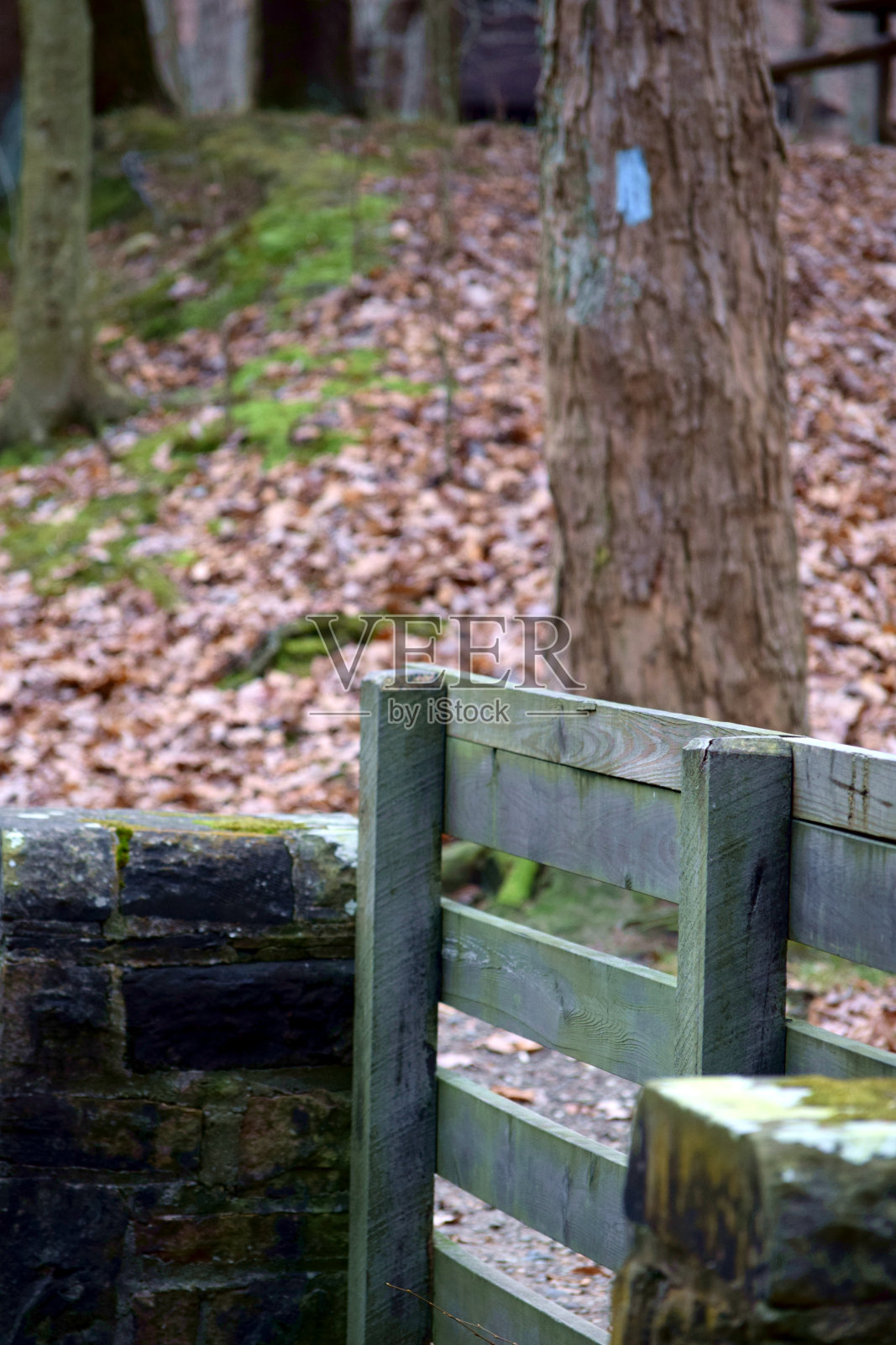 蓝色的七叶树小径在树林中漫步照片摄影图片
