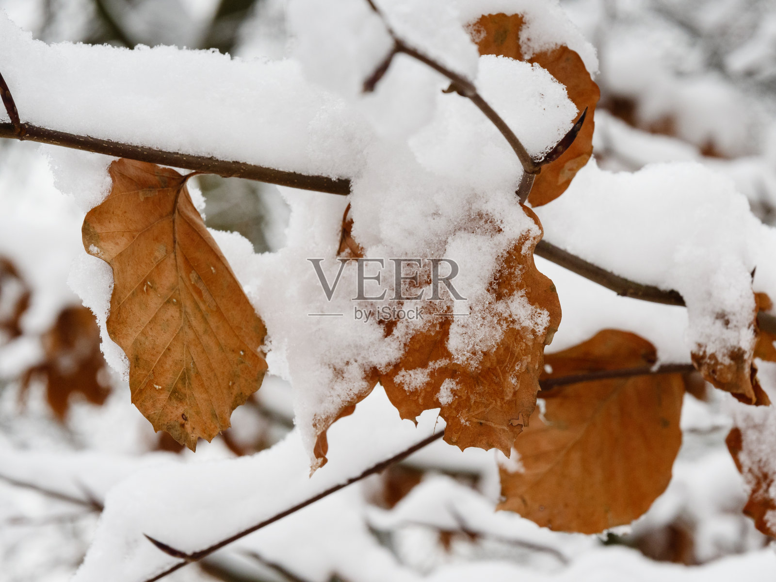 冬季森林。树被雪覆盖着。照片摄影图片