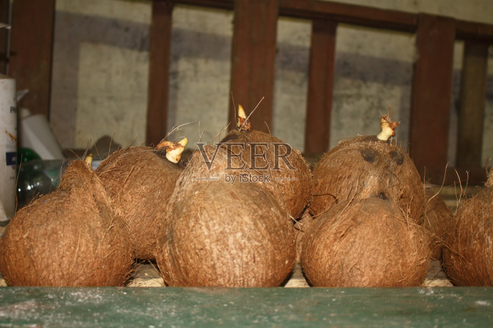 七个椰子照片摄影图片