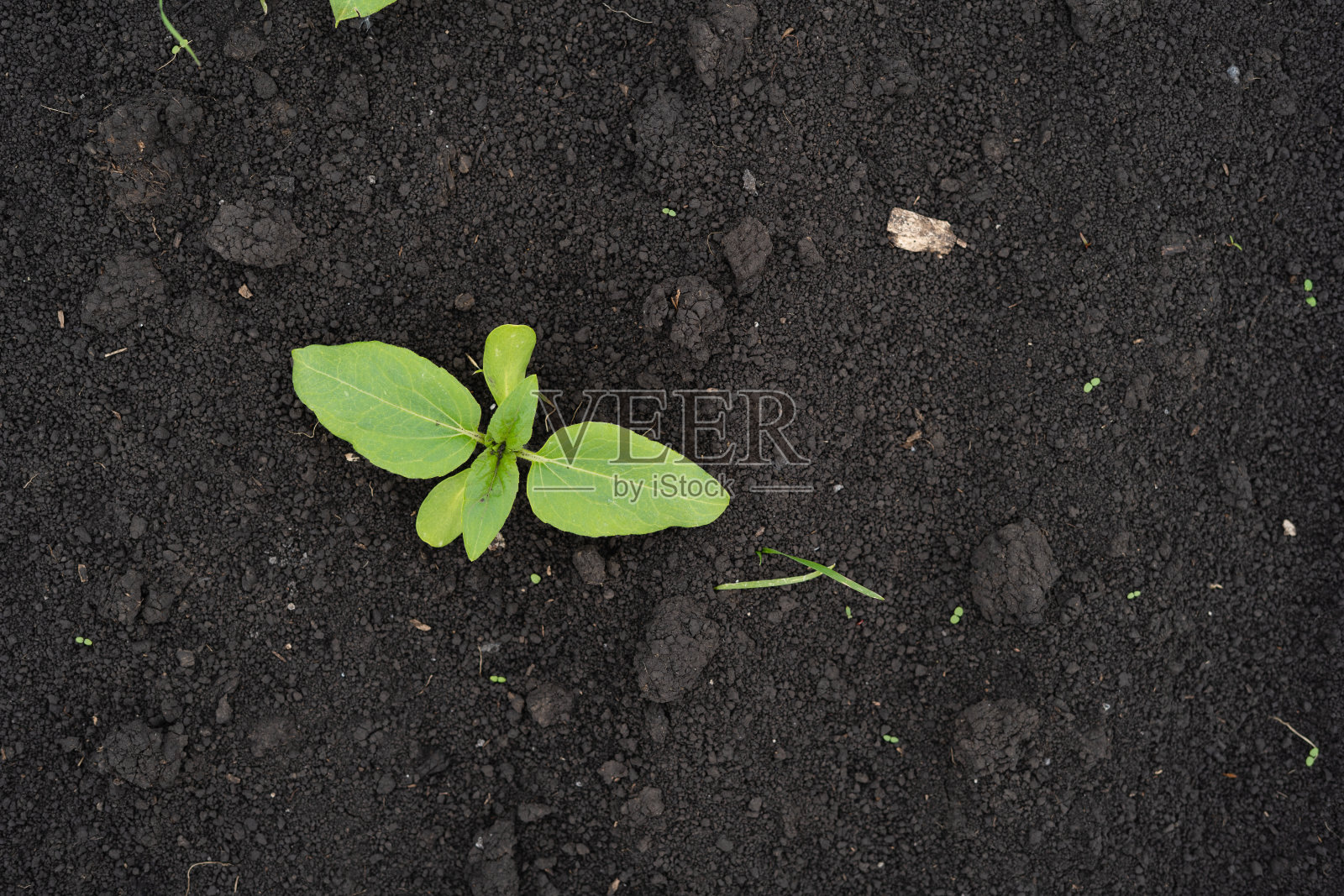 农民田里种着向日葵的小苗照片摄影图片