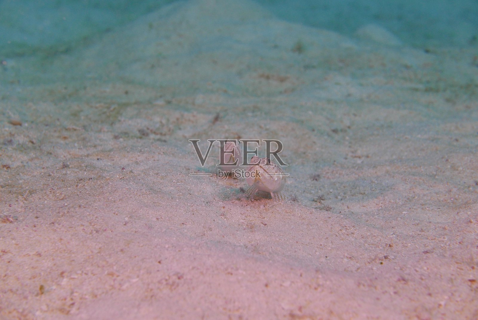 在日本石垣岛潜水进入珊瑚花园照片摄影图片