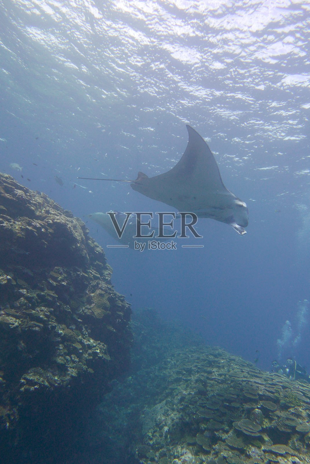 在日本石垣岛和蝠鲼一起潜水照片摄影图片