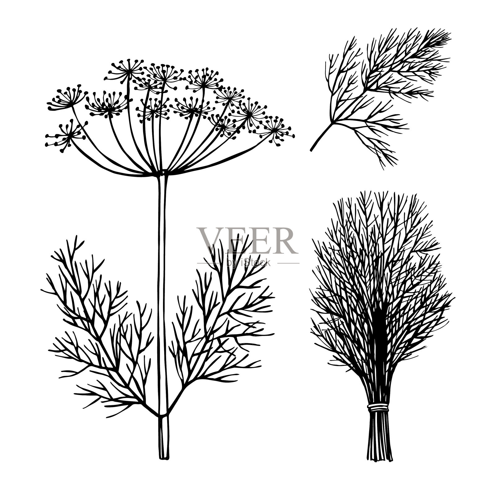 手绘香料迷迭香素描插画图片素材