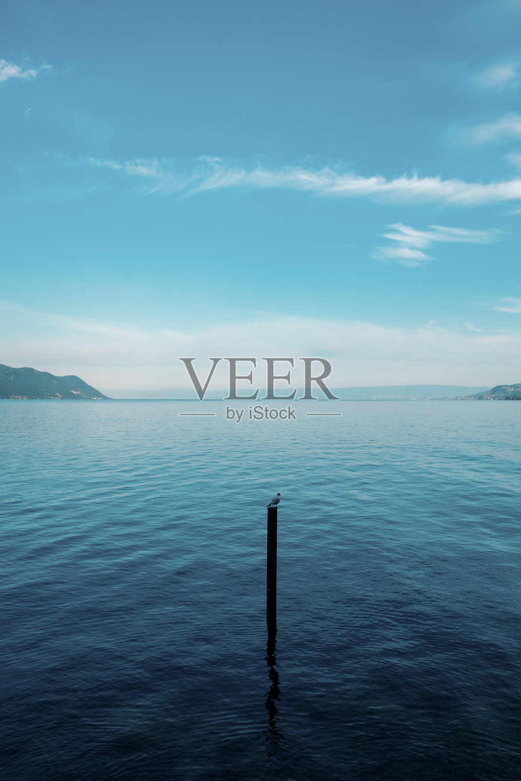 鸟和蓝色的日内瓦湖照片摄影图片