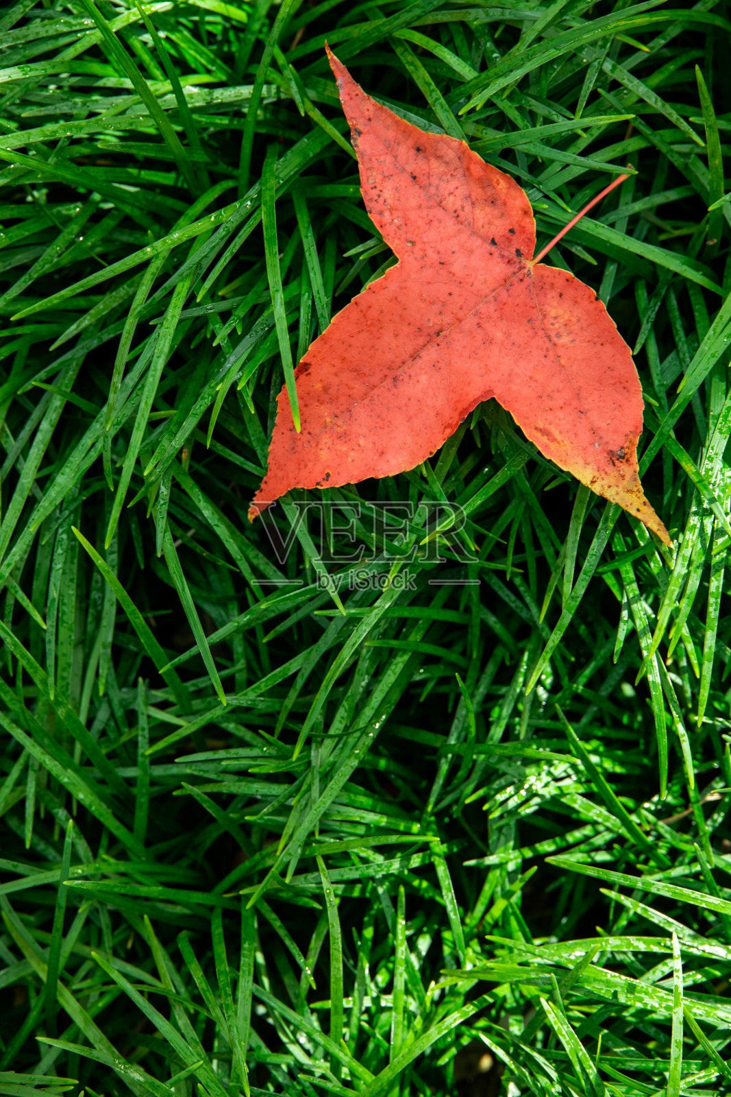 秋天红色的枫叶落在绿色的草地上。照片摄影图片