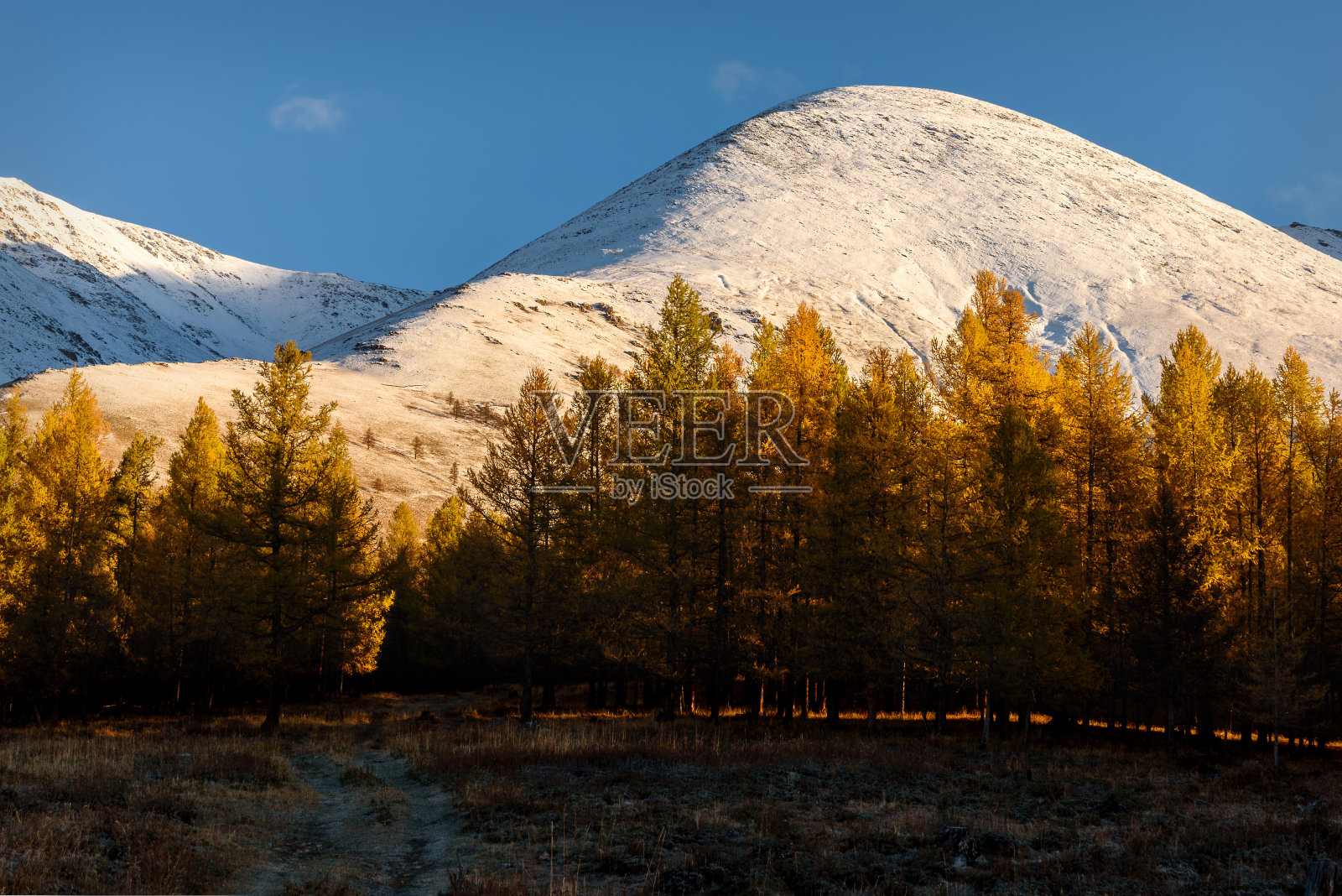 高山落叶松森林秋日的阳光照片摄影图片