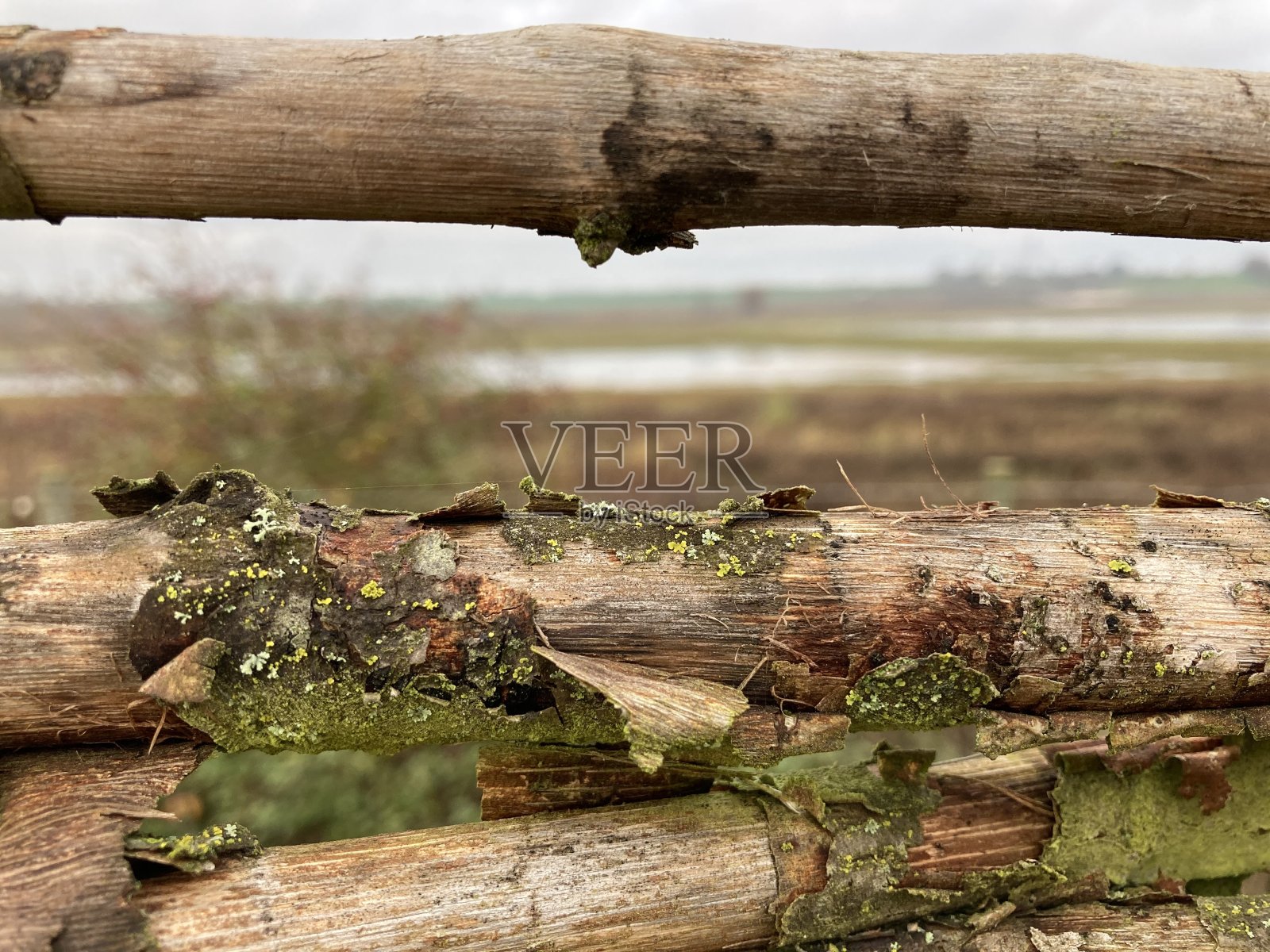 木照片摄影图片