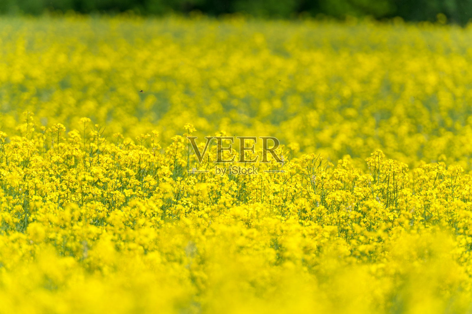 黄色的油菜籽。景观。浅景深照片摄影图片