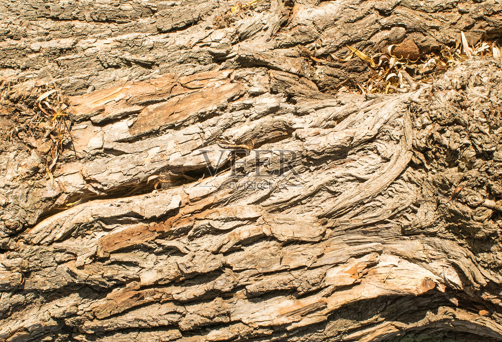 老柳树树皮纹理照片摄影图片