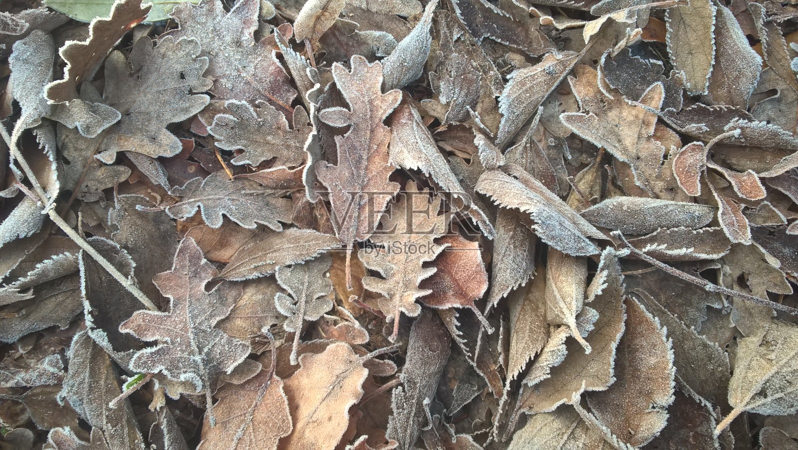 死冷冻叶照片摄影图片