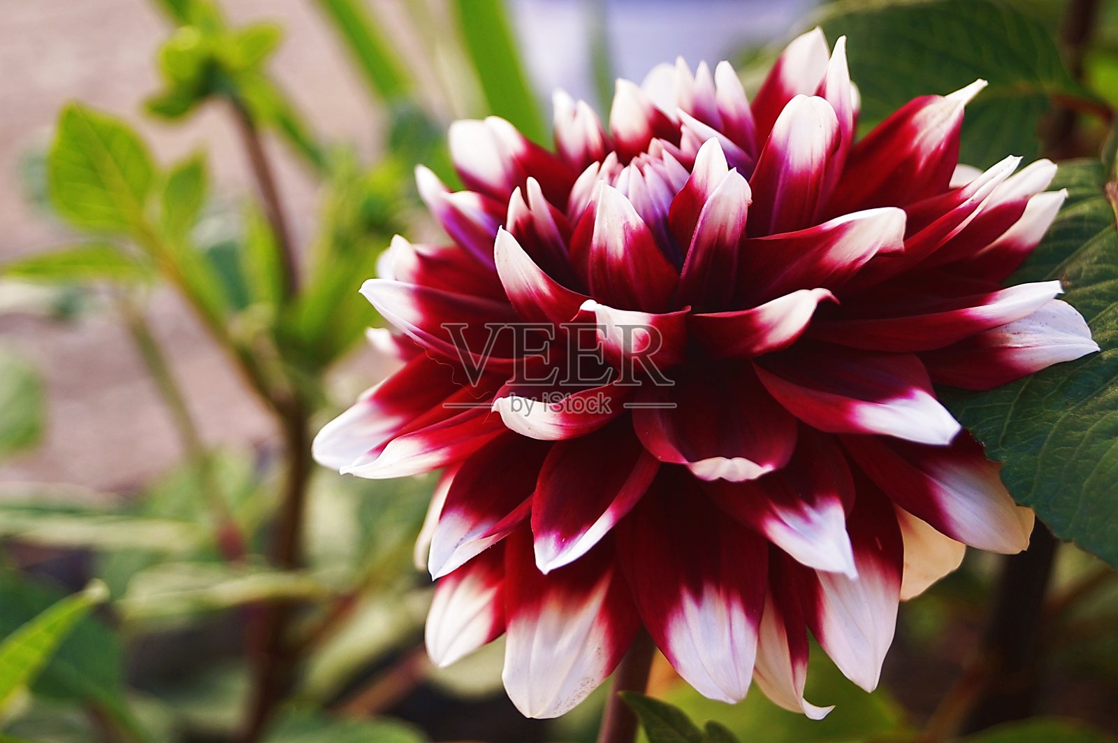 红色和白色的大丽花二重奏花在花园里照片摄影图片