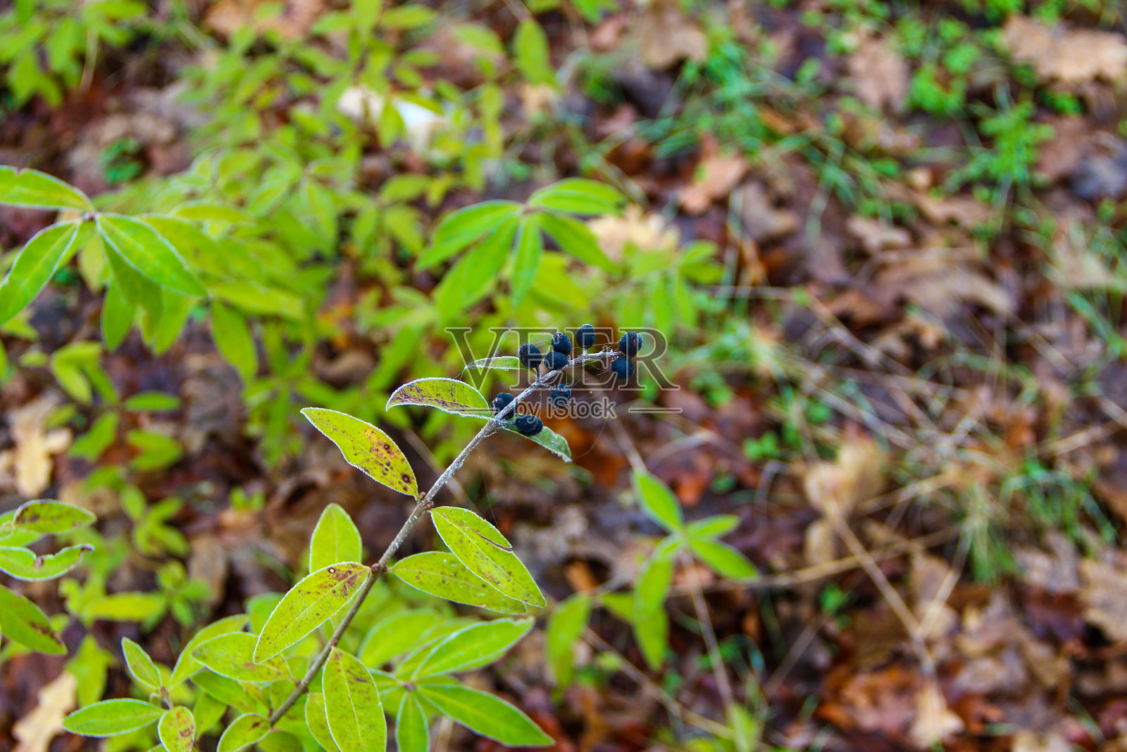 在白霜中有浆果的森林灌木枝照片摄影图片