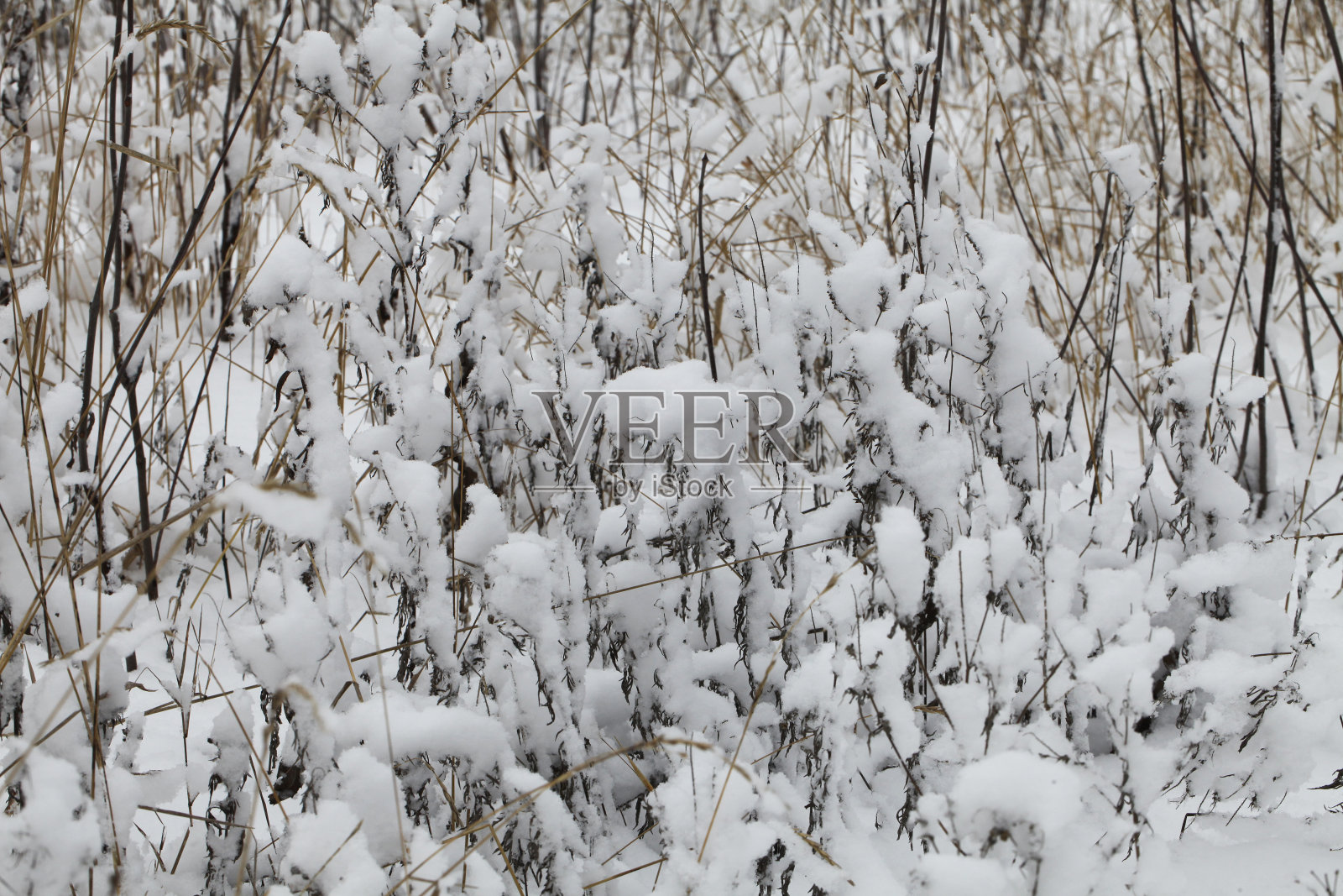被雪覆盖的灌木丛照片摄影图片