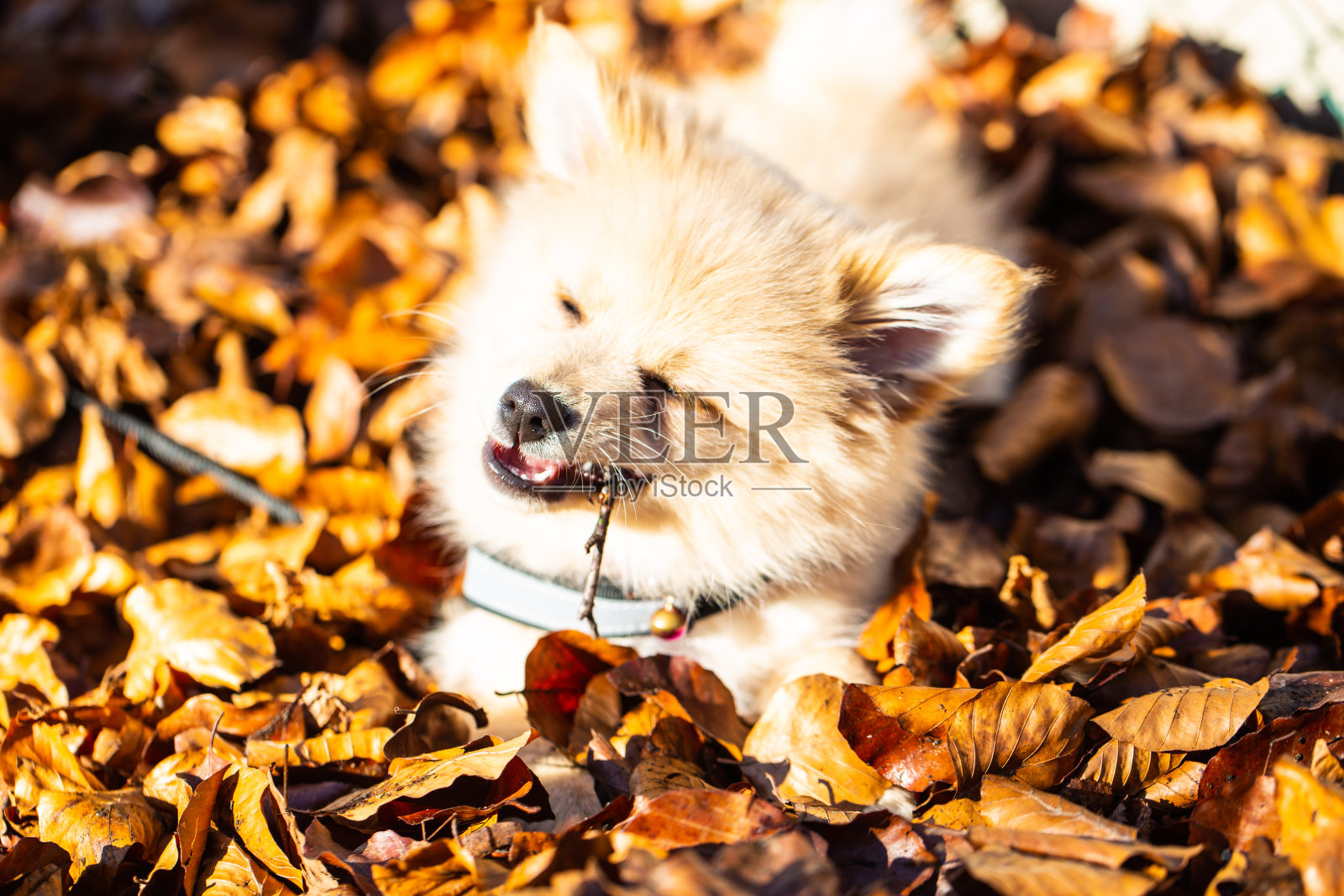 波美拉尼亚小狗在树叶里，可爱的狗照片摄影图片