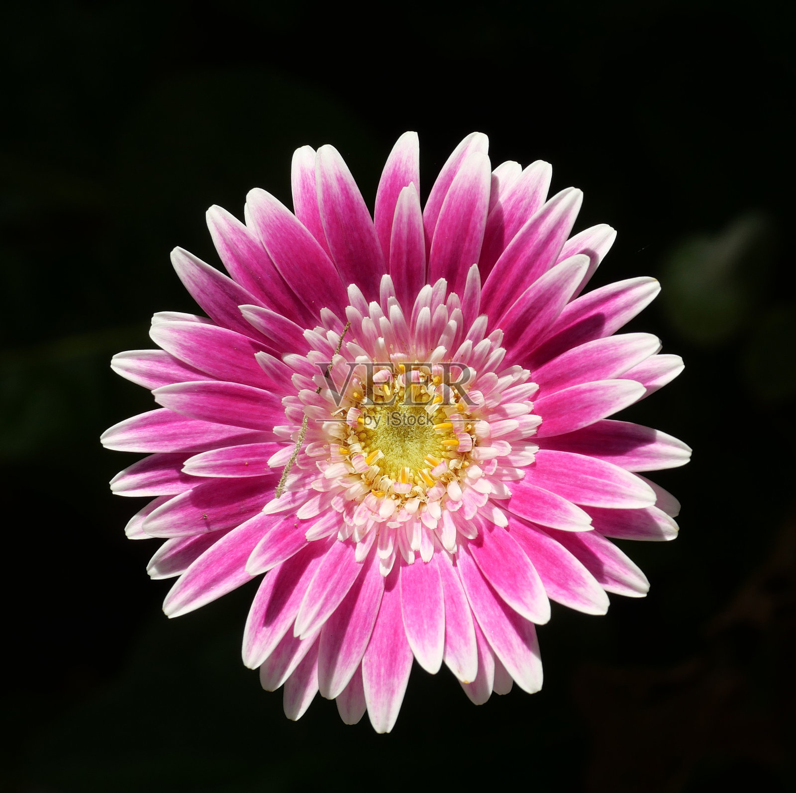 粉红色的花在阳光下照片摄影图片